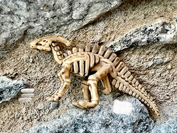 Dinosaur bones model on rock