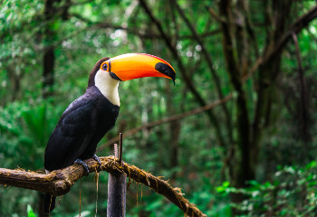 Toucan on a tree branch