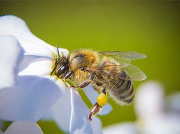 Honey bee on white flower.