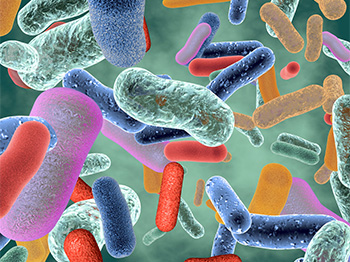 Illustration of beneficial healthy intestinal bacterium.