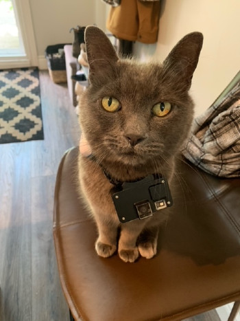 cat with a go-pro camera on its collar