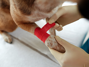 A dog getting their leg bandaged.