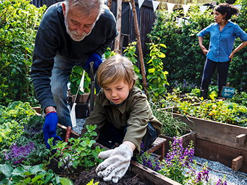 An adult and child planting a raised garden bed.
