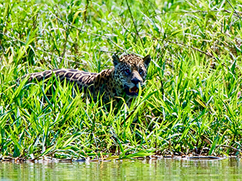Image of a cheetah in long grass beside water.