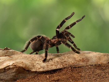 A Tarantula positioned on a tree branch.