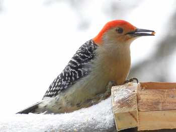 A red-bellied woodpecker sits with food in its beak.