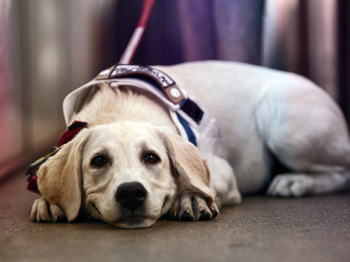 A smiling white Labrador Retriever service dog lying on the floor.