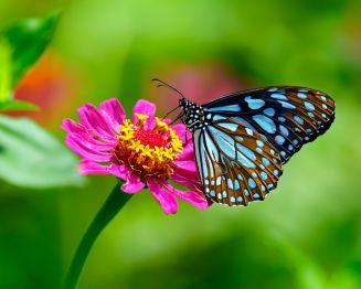 Buttefly on a flower