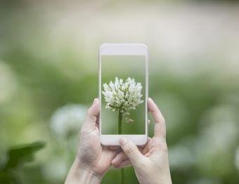 A person with phone zooming in on a flower