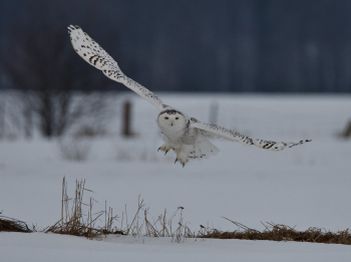 An owl flying in a snowy field