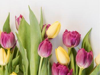 Photograph of pink and yellow tulips with a white background.